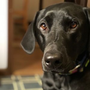 Meet your Posher, Sydnee